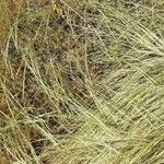 Festuca myuros Habitus