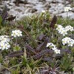 Androsace chamaejasme Flower