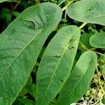 Begonia egregia Листок