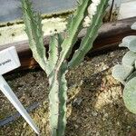 Euphorbia zoutpansbergensis Hábito