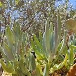 Senecio serpens Blad