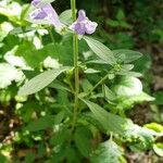 Scutellaria integrifolia 花