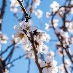 Prunus dulcis പുഷ്പം