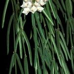 Hoya linearis Blomst