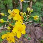 Ochna insculpta Blomma