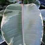 Ficus elastica Folha