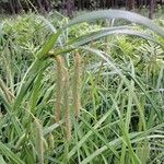 Carex crinita Fruitua