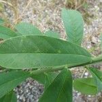 Crotalaria retusa Lehti