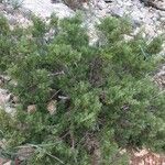 Juniperus osteosperma Hábito