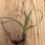 Carex halleriana Blodyn