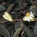 Passiflora candida Flor