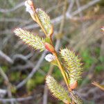 Salix prolixa Floare