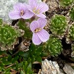 Petrocallis pyrenaica Flower