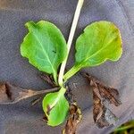 Pyrola minor Leaf