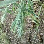 Elymus canadensis Fruit