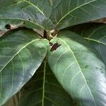 Ficus habrophylla Leaf