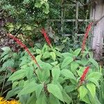 Salvia confertiflora Flower