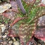 Aloe maculata Feuille