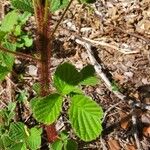 Rubus ellipticus خشب