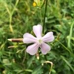 Saponaria officinalisBloem