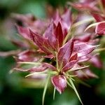 Berberis gagnepainii Blad