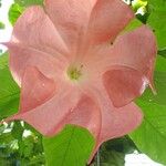 Brugmansia versicolor Blomst