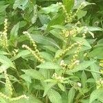 Penthorum sedoides Habit
