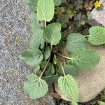 Campanula rapunculoidesLeht