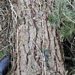 Pinus sylvestris Bark