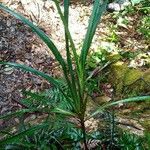 Dianella caerulea Folha