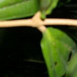 Miconia simplex 樹皮