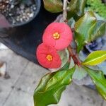 Euphorbia geroldiiBloem