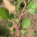 Grona triflora Leaf