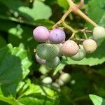 Ampelopsis glandulosa Fruit