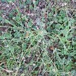 Verbena officinalis Habitus