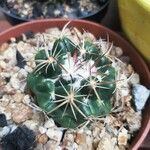 Coryphantha elephantidens Іншае