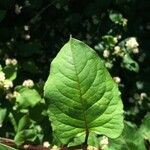 Persicaria chinensis Folla