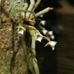 Microcoelia globulosa Flower