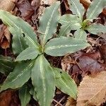 Goodyera oblongifolia Leaf