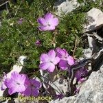 Erodium rodiei Прочее