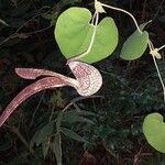 Aristolochia ringens 花