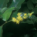 Banara guianensis Flower