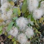 Clematis lasiantha Fruit