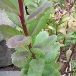 Sedum spurium Blad