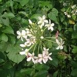 Combretum indicum Flower