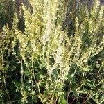 Rumex roseus برگ