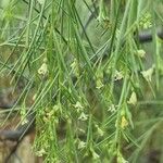 Plocama pendula Flower