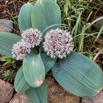 Allium karataviense फूल