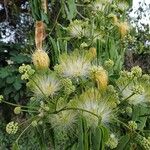 Albizia lebbeckFlor