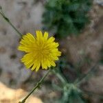 Launaea mucronata Flower